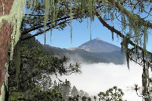 Alex Reiseseite - Teneriffa 2011 - Teide, LoroParque, Wanderungen