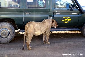 Tansania Safari