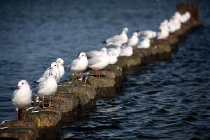 Urlaub auf Usedom