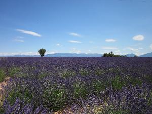 Südfrankreich - die Farbe Lila