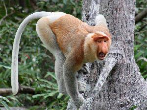 6 Wochen durch Malaysia (Halbinsel & Borneo)