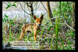 Fraser Island: Ein Dingo zum Abschied