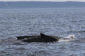 Whale Watching in Nova Scotia