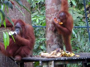 Kuching: Tipps für Malaysias Katzenstadt