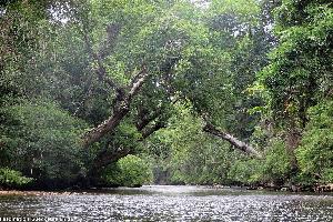 Zu Besuch im Taman Negara Nationalpark