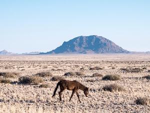 Eine Begegnung mit den Wildpferden von Garub in Namibia