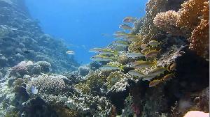 Schwerelos in eine faszinierende Welt - Abtauchen in Hurghada