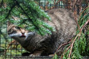 Tierischer Auftakt einer Schottland-Rundreise