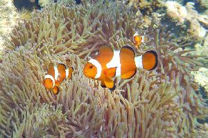 Perhentians: Schnorcheltour rund um Rawa Island