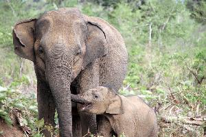 Safari im Uda Walawe Nationalpark: Auf den Spuren der Elefanten