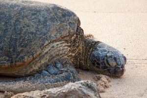 Schildkröten hautnah: Der Laniakea Beach auf Oahu, Hawaii