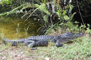 Zehn Tiere, denen man in den Everglades begegnen kann