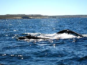 Puerto Madryn: Warum ich die “Península Valdés” niemals vergessen werde!