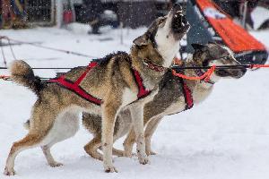 Schlittenhunderennen Weltmeisterschaft 2015 in Todtmoos im Schwarzwald