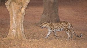 Wildes Sri Lanka - Beste Chance auf Wildlife im Sri Lanka Urlaub