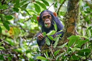 Uganda: Eine Reise zur „Perle Afrikas“