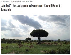 Festgefahren neben einem Rudel Löwen in Tansania