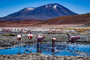 Peru & Bolivien: Über den Altiplano