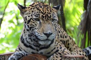 Belize – Land zwischen Dschungel und Korallen