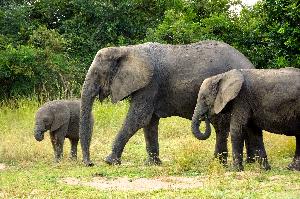 South Luangwa Nationalpark: Im Reich der wilden Tiere