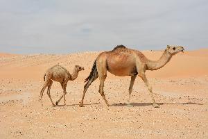 Dubai, Abu Dhabi & Rub al-Chali Wüste - 10 spannende Tage in den VAE