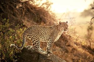 Serengeti... in Bernhard Grzimeks Paradies!