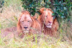 Sambia: Reisetipps & Wissenswertes