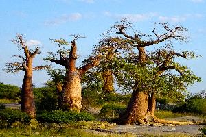 Eine Nacht zwischen Baobabs auf Kubu Island
