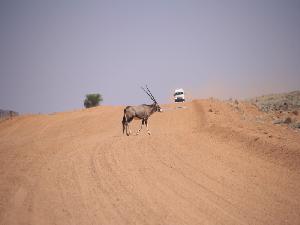 Per Dachzeltjeep durch Namibia