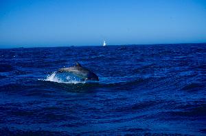 Die Delfine der Bretagne im Mer d´Iroise