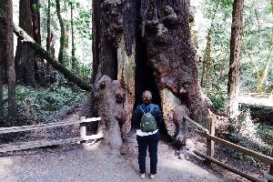 Muir Woods: Die Mammutbäume von San Francisco