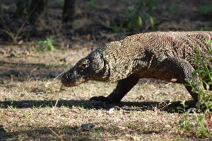 Auf Bootstour im Komodo – Nationalpark «oder: Drachenjagd im Paradies»