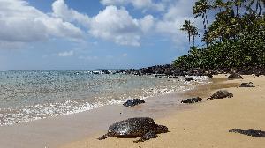 Hawaii! Ein Traum wird wahr!