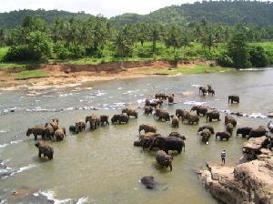 Sri Lanka - Genießen mit allen Sinnen!