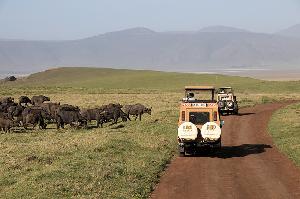 12 Dinge, die wir auf Safari in Afrika gelernt haben
