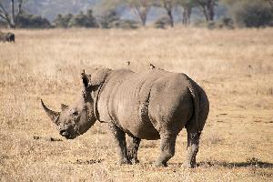 Safari in Kenia: Tipps für Aberdare und Lake Nakuru Nationalpark