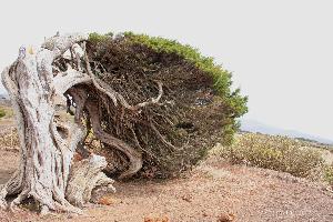 Magische Plätze auf El Hierro