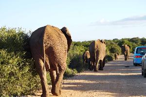Von Mistkäfern und Elefanten, oder wie wir auf Safari im Addo Elephant Park waren
