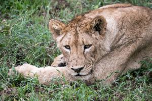 Ngorongoro Krater in Tansania: Safari im größten „Zoo“ der Welt