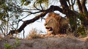 Safari: Die Suche nach den Big Five