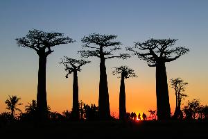 In Madagaskar stehen die Bäume Kopf – die Baobaballee bei Morondava