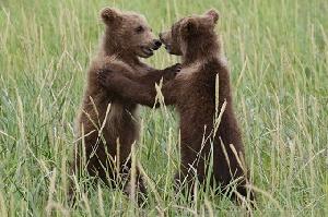 Auf den Spuren der großen Küstenbraunbären im Katmai Nationalpark in Alaska