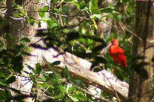 Trinidad, Port of Spain - Ausflug in die Caroni-Swamps