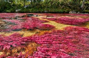 Kolumbiens Naturschönheit Cano Cristales