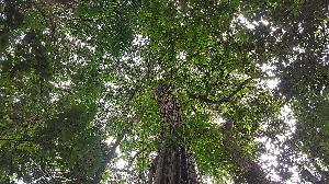 Ein Tag auf St. Lucia: Regenwald und schöne Blicke