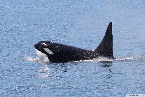 Whale Watching und Wildlife Tour in Seward, Alaska