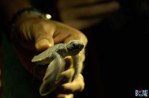 Turtle Island Selingan: sooo viel Sand und keine Förmchen…
