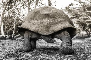 Ecuador & Galapagos