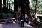 Muir Woods: Die Mammutbäume von San Francisco