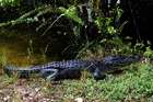 Zehn Tiere, denen man in den Everglades begegnen kann